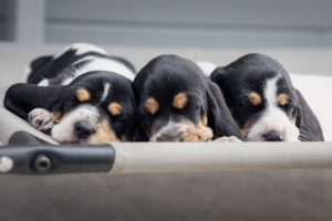 Drei schlafende Niederlaufhunde von der Daersheide